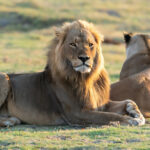 Controversial Lion Farming in South Africa and Illegal International Bone Trade