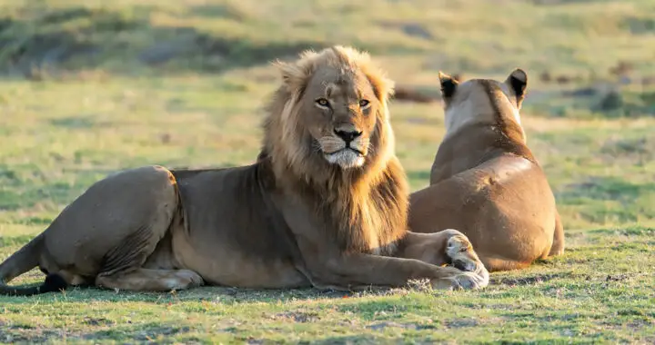 Controversial Lion Farming in South Africa and Illegal International Bone Trade