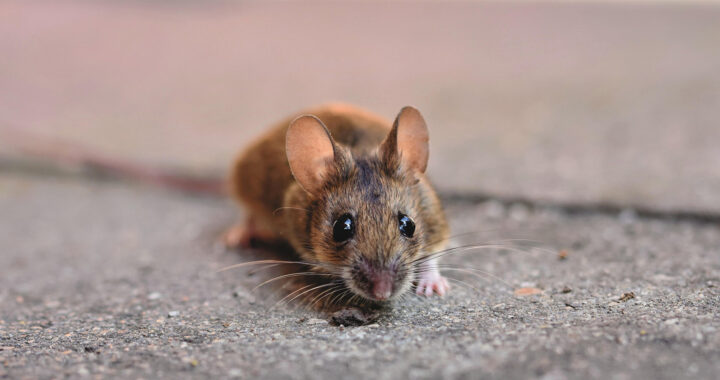 SenesTech: This Biotech Firm Has a Plan to Control Rat Overpopulation