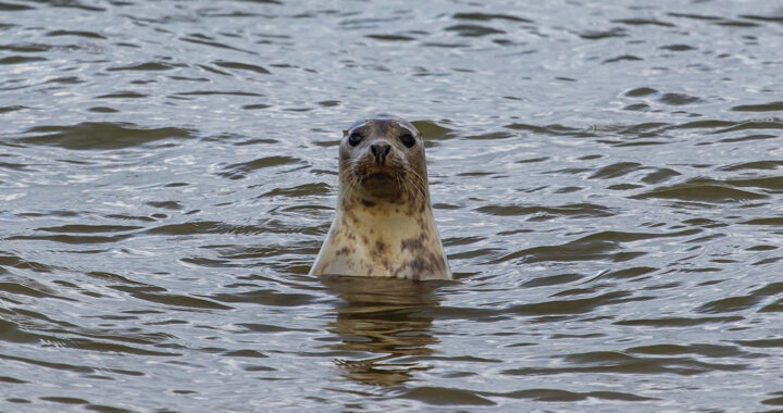 Biologging: Tapping Marine Animals To Solve Ocean Issues