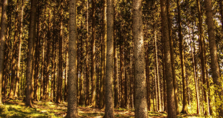 Trump Plans to Cut Down Millions of Trees From Federal Lands